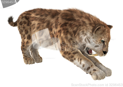 Image of Big Cat Sabertooth