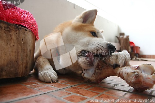 Image of Dog and bone