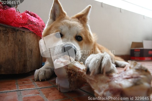 Image of Dog and bone