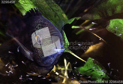 Image of Banded cichlid male protecting free swimming fry. Heros Efasciatus.