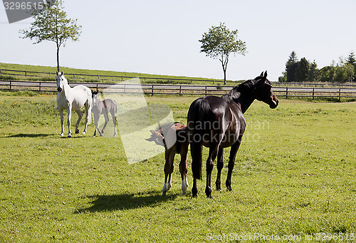 Image of two mares with foals