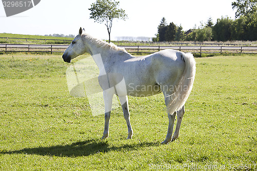 Image of white horse on pasture