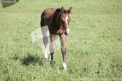 Image of young Holsteiner foals