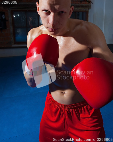 Image of boxer portrait