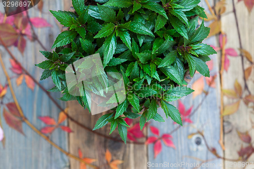 Image of Impatiens flower in home garden