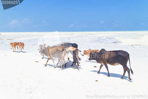 Image of Cattle on Paje beach, Zanzibar.