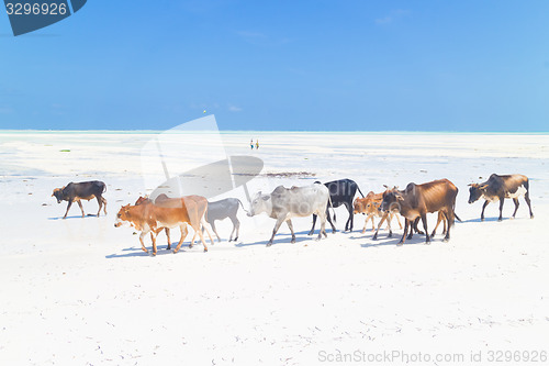 Image of Cattle on Paje beach, Zanzibar.