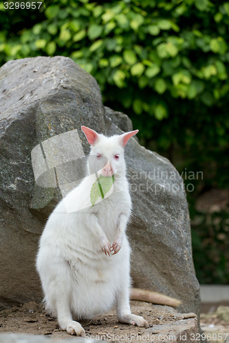 Image of Closeup of a Red-necked Wallaby white albino female