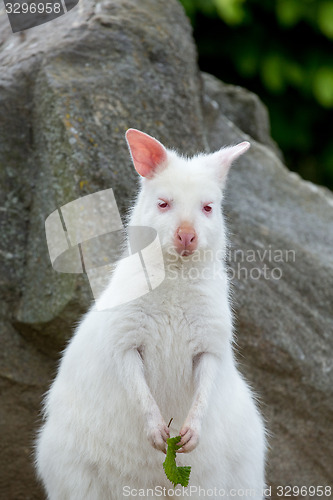 Image of Closeup of a Red-necked Wallaby white albino female