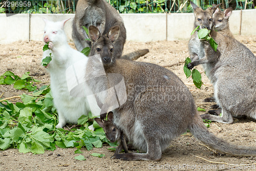 Image of grazzing Red-necked Wallaby (Macropus rufogriseus)