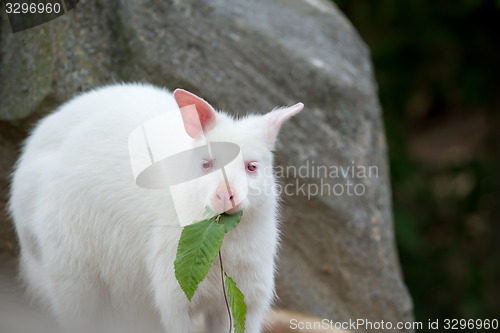 Image of Closeup of a Red-necked Wallaby white albino female