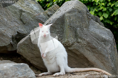 Image of Closeup of a Red-necked Wallaby white albino female