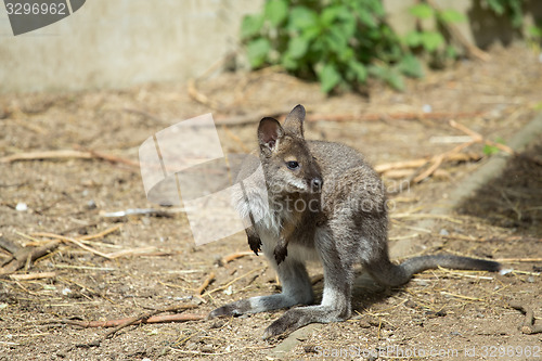 Image of Closeup of a Red-necked Wallaby baby