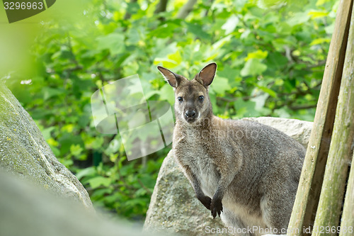 Image of Closeup of a Red-necked Wallaby (Macropus rufogriseus)