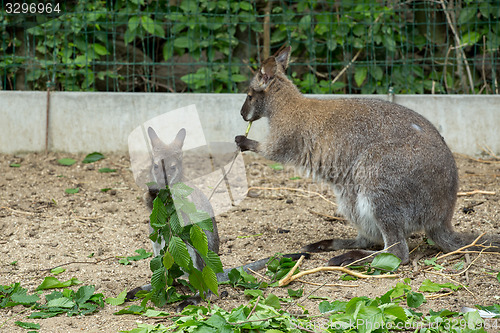 Image of Closeup of a Red-necked Wallaby (Macropus rufogriseus)