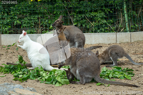 Image of grazzing Red-necked Wallaby (Macropus rufogriseus)