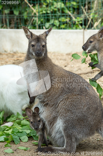 Image of grazzing Red-necked Wallaby (Macropus rufogriseus)