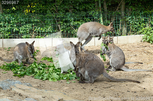 Image of grazzing Red-necked Wallaby (Macropus rufogriseus)