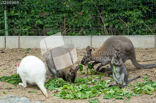 Image of grazzing Red-necked Wallaby (Macropus rufogriseus)