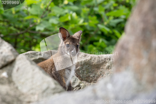 Image of Closeup of a Red-necked Wallaby baby