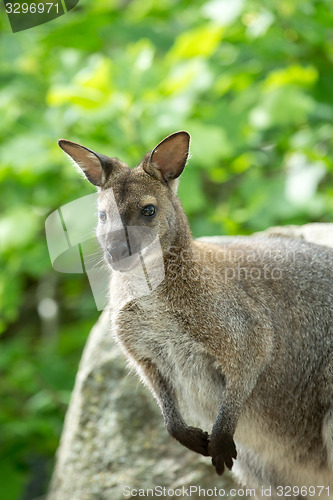 Image of Closeup of a Red-necked Wallaby (Macropus rufogriseus)