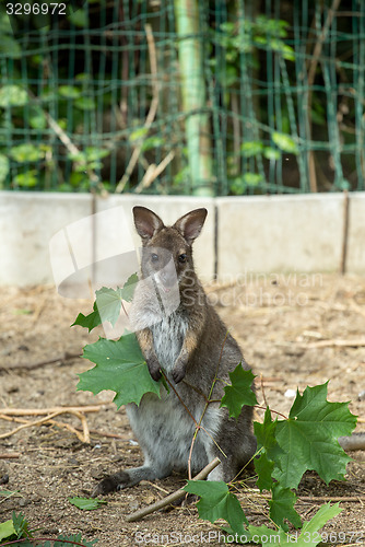 Image of Closeup of a Red-necked Wallaby baby