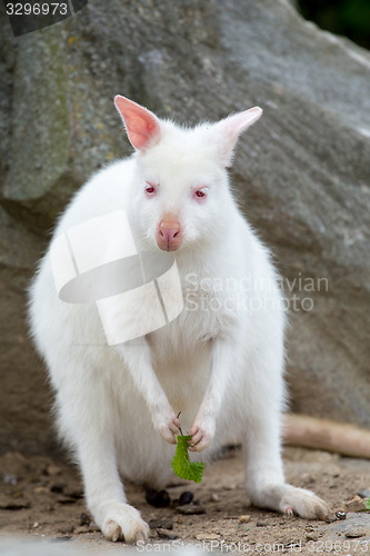 Image of Closeup of a Red-necked Wallaby white albino female