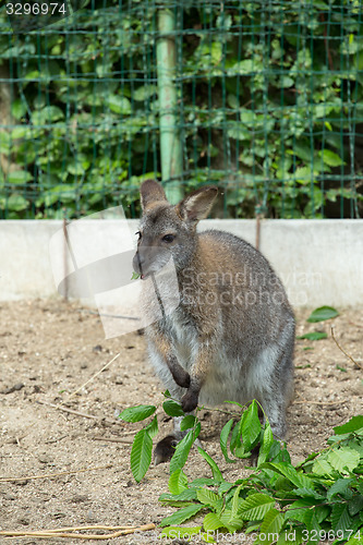 Image of grazzing Red-necked Wallaby (Macropus rufogriseus)