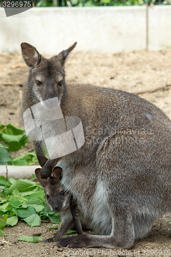 Image of grazzing Red-necked Wallaby (Macropus rufogriseus)