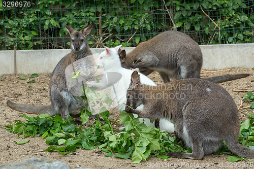 Image of grazzing Red-necked Wallaby (Macropus rufogriseus)