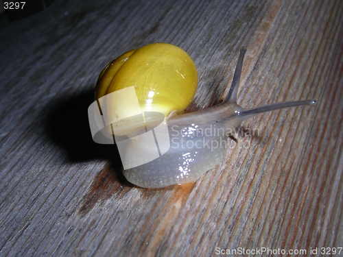 Image of Snail_2_11.04.2005