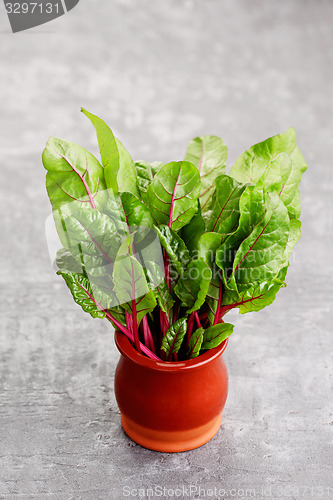 Image of beetroot leaves