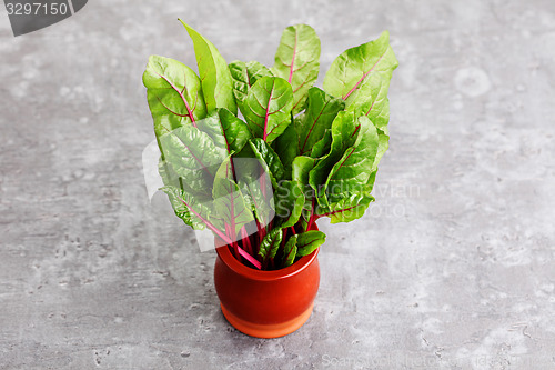 Image of beetroot leaves