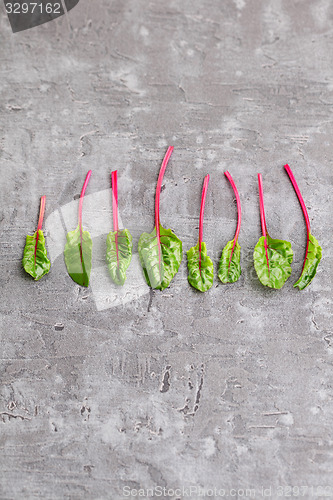 Image of beetroot leaves