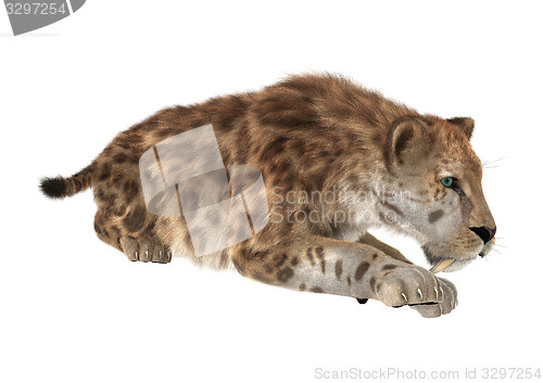 Image of Big Cat Sabertooth