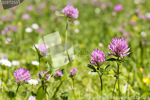 Image of Flower clovers