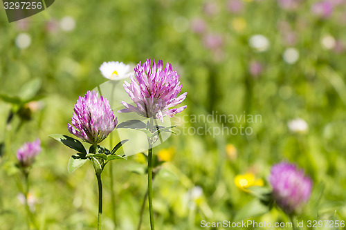 Image of Flower clovers