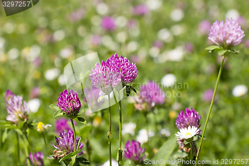 Image of Flower clovers