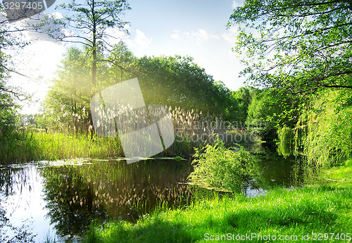 Image of Dry reeds on river