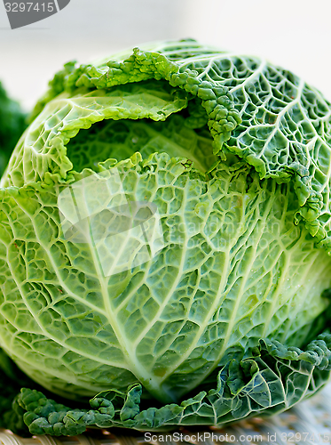 Image of Savoy Cabbage