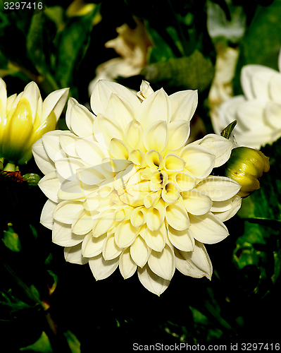 Image of Yellow Dahlia