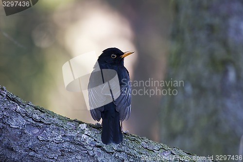 Image of blackbird