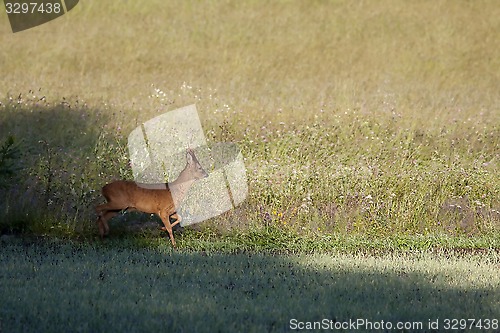 Image of roebuck