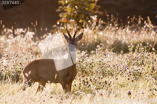 Image of roebuck