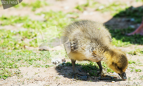 Image of greylag goose gosling