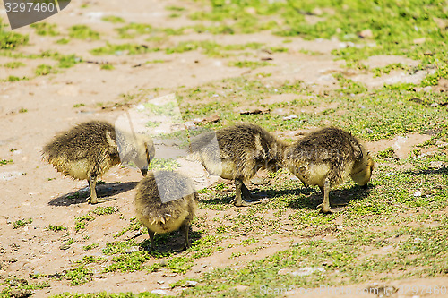 Image of group of young greylag goslings