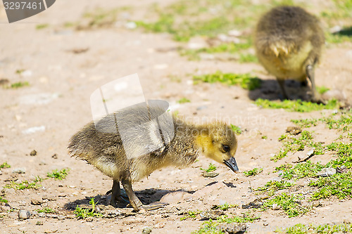 Image of two young greylag geese