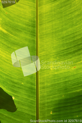 Image of  thailand in the light kho samui   abstract leaf   green  black 