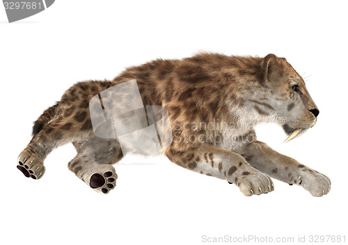 Image of Big Cat Sabertooth