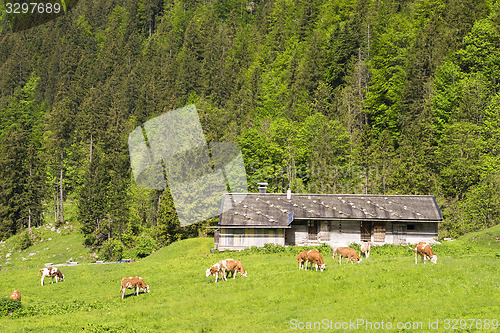 Image of Landscape with cows